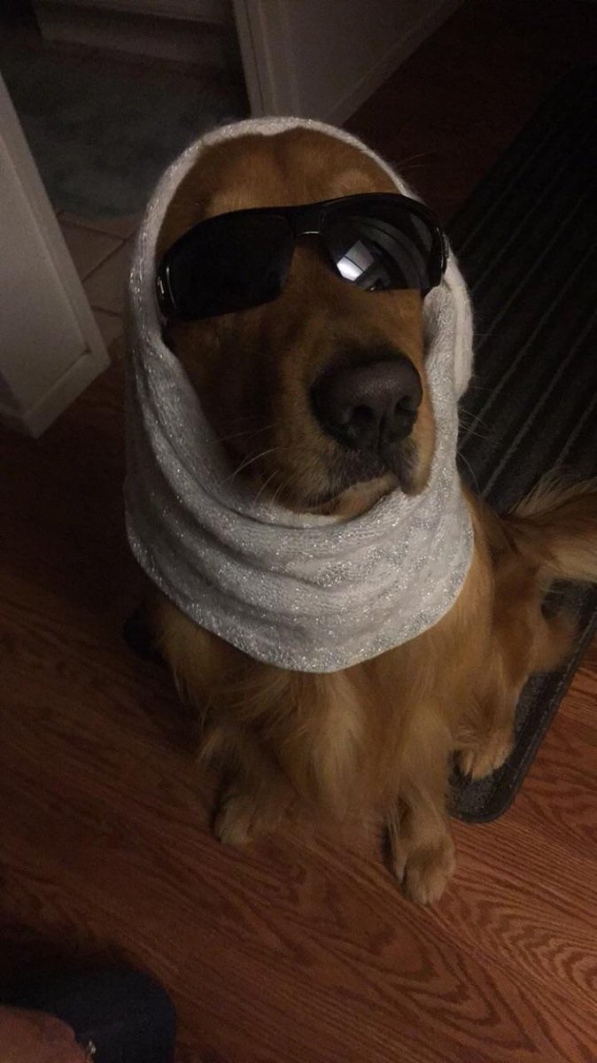 RichardStiller4's tweet photo. @Lrihendry @JudyRademacher4 I'm ready to send Dexter undercover to investigate! 

#CongressSux https://t.co/ei0M19Ez1g