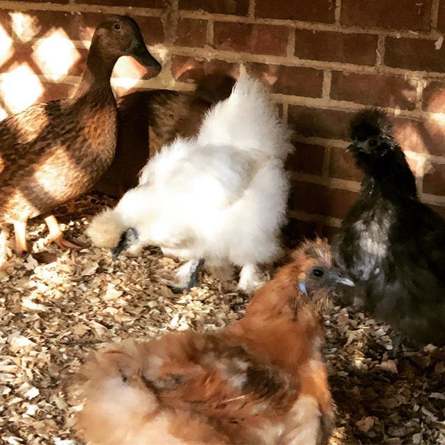 RDUbaton's tweet photo. We may live in North Raleigh but we still love having our own little flock! Fresh eggs everyday is just an added perk. Don’t worry about our neighbors- they are all hens 😉 Our Silkie chickens are so sweet and the Khaki Campbell ducks are just fun. We… https://t.co/b9vEZUOlGc https://t.co/h1oHN4lQ0V