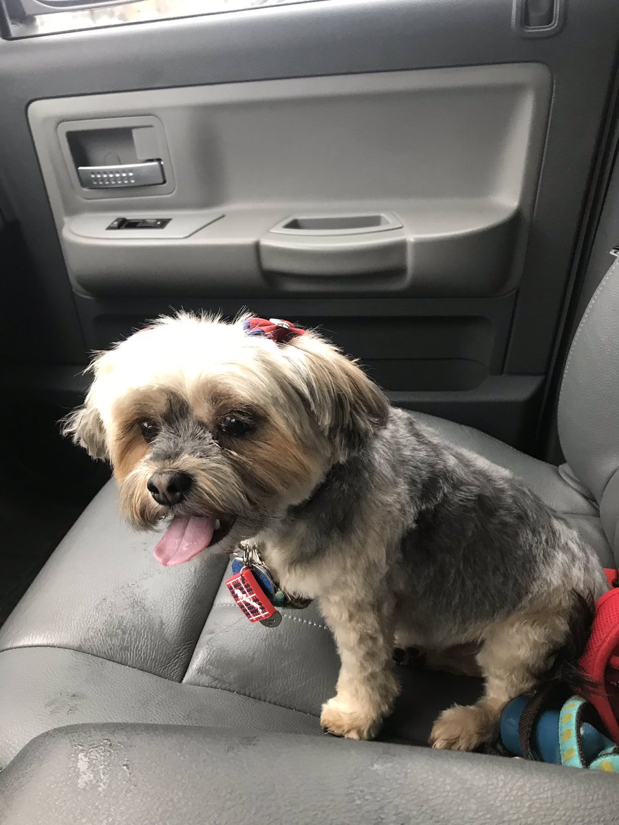 RoxiHerrmann's tweet photo. Bows make me feel pretty! #Makeover #dogsoftwitter https://t.co/pQRZSpKlrt