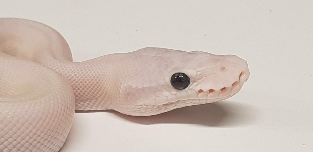 FRONZ1LLA's tweet photo. RT if I should buy this snake https://t.co/2DXZ7VHsZ3