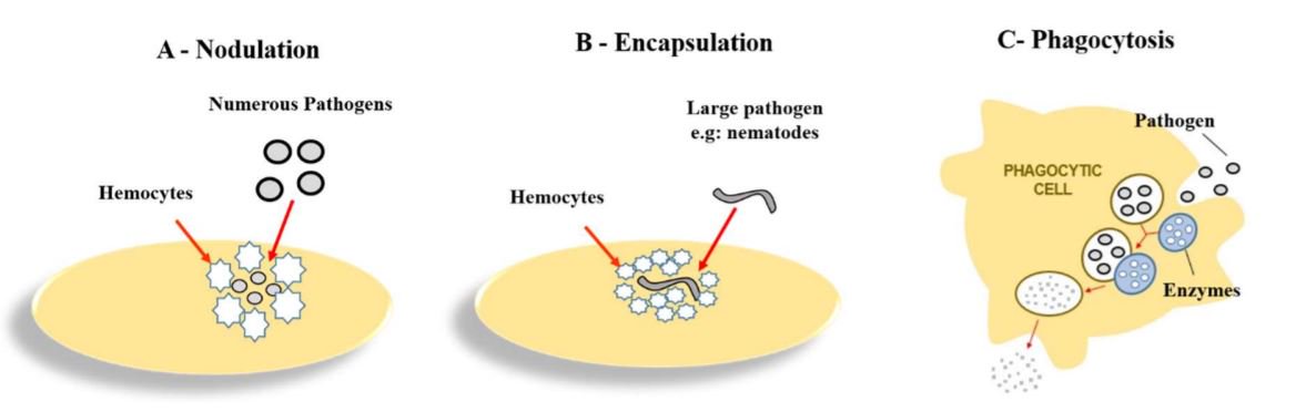 JoF_MDPI's tweet photo. Recent Advances in the Use of #Galleriamellonella Model to Study #ImmuneResponses against #HumanPathogens. J. Fungi 2018, 4, 128. https://t.co/5yzpGGetf9
#fungalinfections https://t.co/UXHFKId6f1
