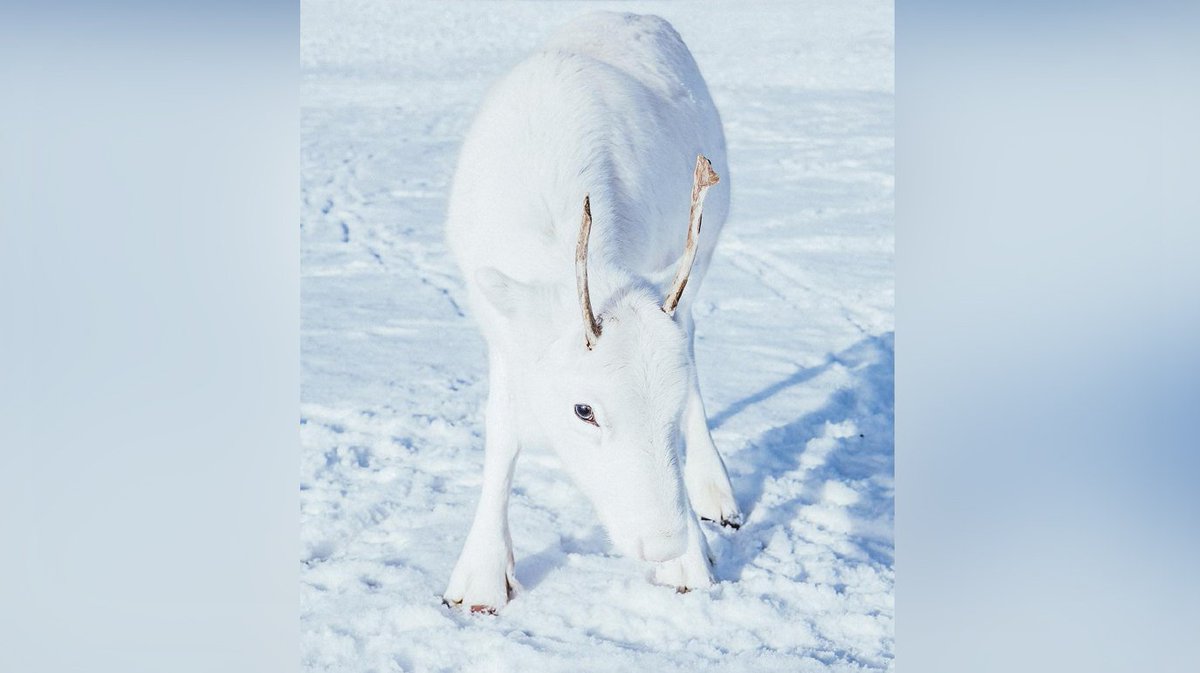 Фотография редчайшего оленёнка: удивительный снимок случайно запечатлен на камеру