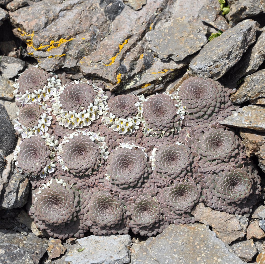 tompickering1's tweet photo. A mind boggling specimen of Viola pachysoma photographed on the side of a venting volcano 🌋 made for some pretty exciting botanising today. https://t.co/Ppe7O5FKd1