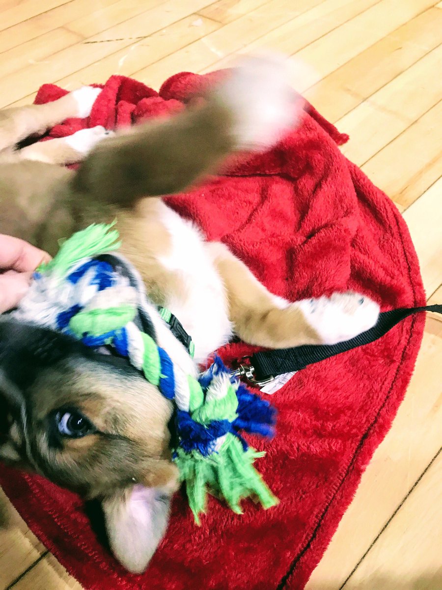 crickettwilder's tweet image. Patsy Cline's first roller derby practice. 

#DerbyTwitter #dogsofwftda