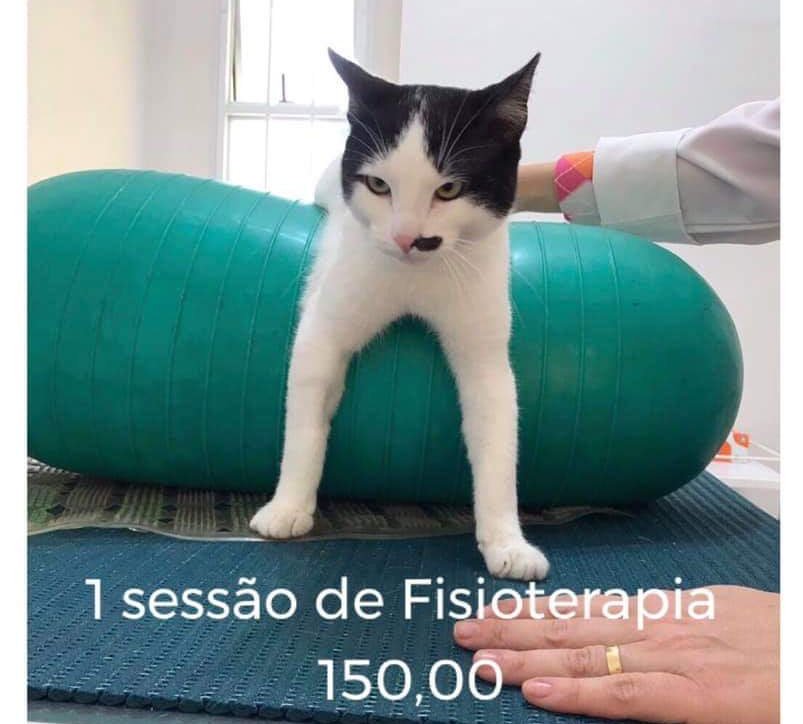 vicklangley's tweet photo. 🌟RIFA PRO TRATAMENTO DO GATINHO VITINHO🌟

5 REAIS POR NÚMERO
PRÊMIO CAFETEIRA CADENCE + TOALHINHA BORDADA

Correrá pela loteria federal
números de 01 ao 100 https://t.co/xEGMDRbKLX

Contato da dona: 11 97257-5569

História e mais informações do Vitinho: https://t.co/ubUrRmJ5Sq https://t.co/YeKUFULWpm