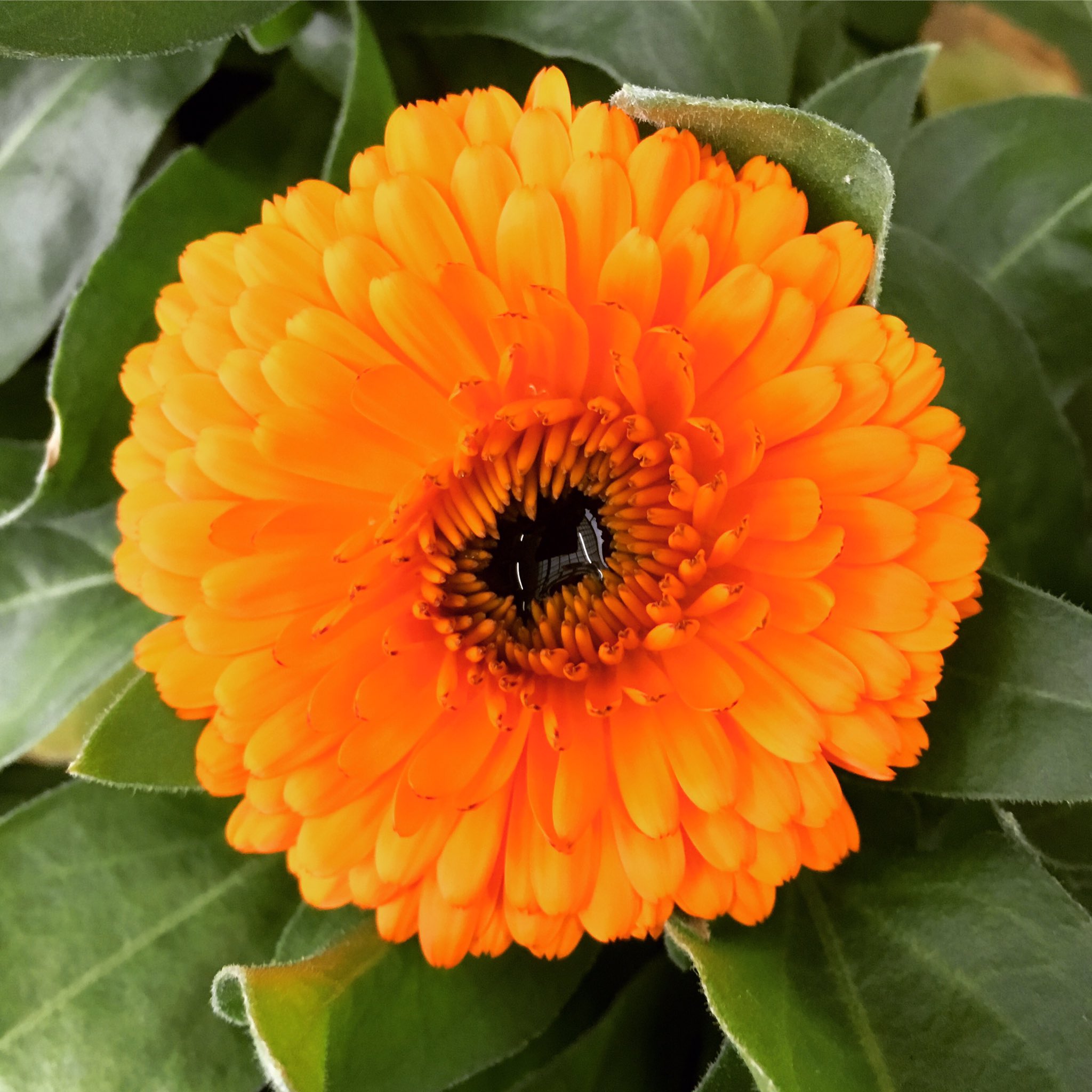Twitter 上的 池ポチャ野郎 長く咲き冬の花壇に人気の花 金盞花 キンセンカ カレンデュラ 花 フラワー オレンジ色の花 冬 の花壇に人気の花 別れの悲しみ 寂しさ 失望 T Co Hyzgr3gkpe Twitter