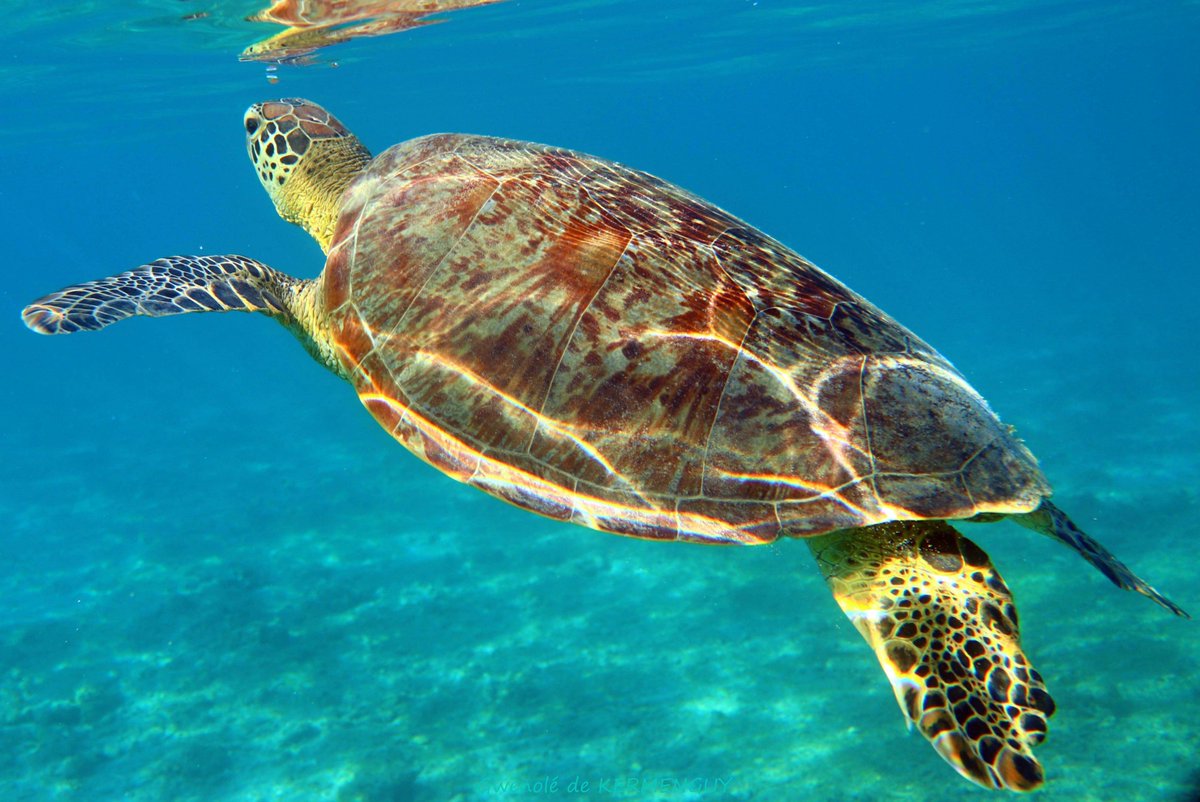 GwenoleK's tweet photo. #turtle #savetheturtles #turlesconservation #photographer #SaveOurSeas #SaveOurOcean #Mer #Sea #Nature #Photo #Travel #dive
#UnderWater #loveOcean #MarineConservation
#MarineLife #UnderwaterPhoto #Canon #Meikon #Ocean #OceanConservation #Wildlife #NationalGeographic #LoveNature https://t.co/Hd4IIjAq5F