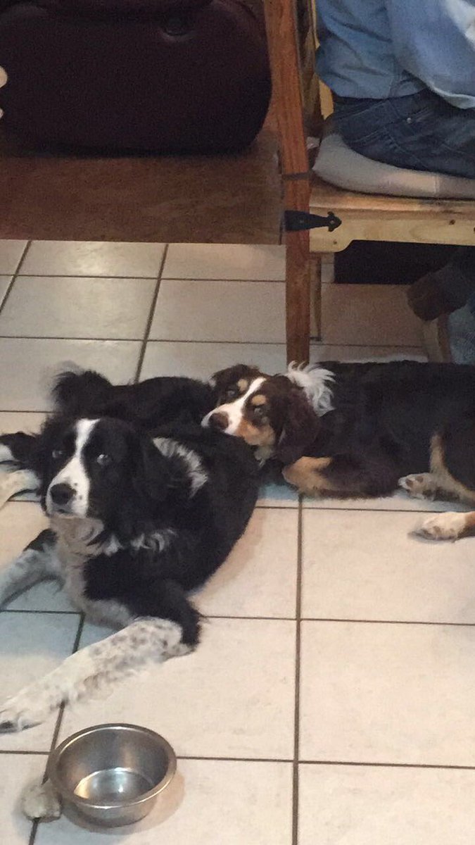 colt16's tweet photo. LOST DOG! My family dog named Shiloh went missing today, near high park in stony Plain. pictures and description attached and contact info https://t.co/MUWWLIJPoS