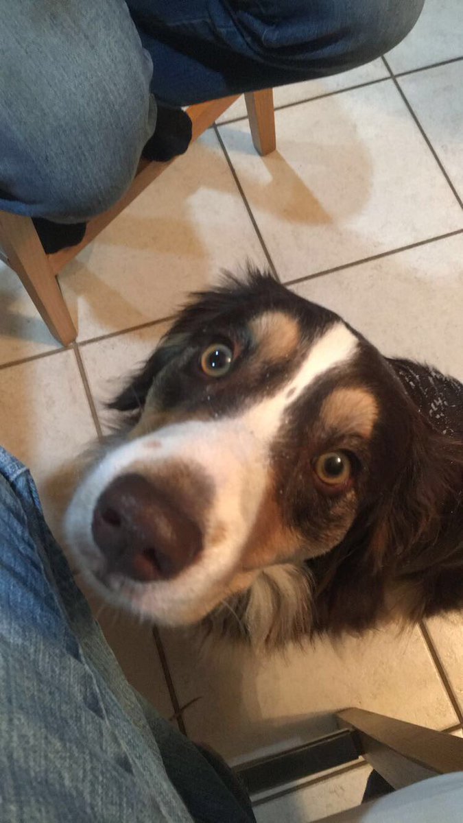 colt16's tweet photo. LOST DOG! My family dog named Shiloh went missing today, near high park in stony Plain. pictures and description attached and contact info https://t.co/MUWWLIJPoS