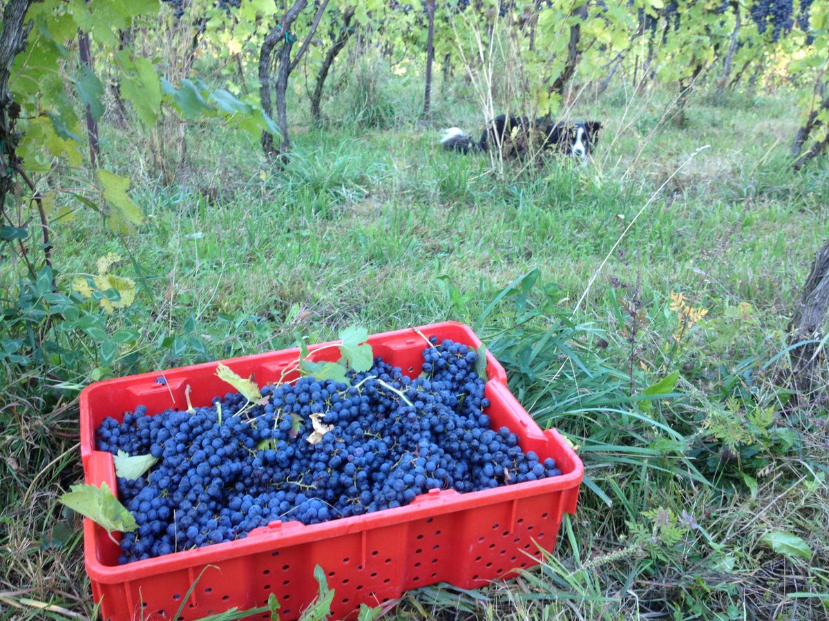 ArrowheadSpring's tweet image. Happy #cabfrancday!