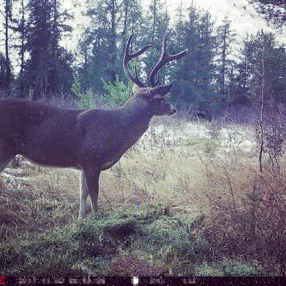 BGIMag's tweet photo. #martianbuck A cool old buck we had in 2017. Still waiting for him to show up in 2018, will be interested to see how he looks! #biggameillustrated #monsterbuck #ridgetec #hunting #whitetail #maxed https://t.co/qnf3l5Wrmz