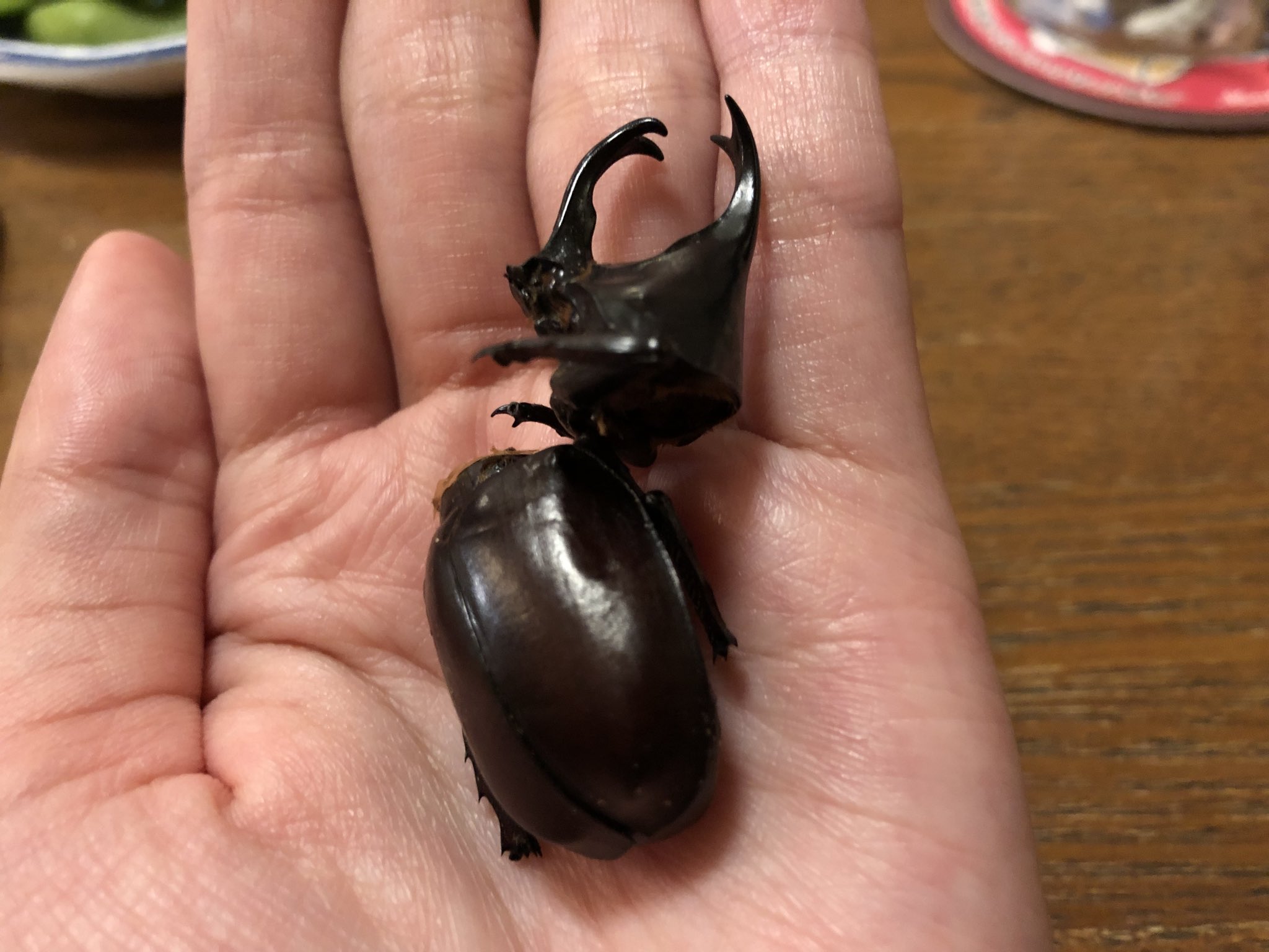 原奈津子だよ こんなっつ 違いをこの日 知った ごくん 1番美味しくなかった カブトムシ クワガタ T Co Ckoemuzejc Twitter