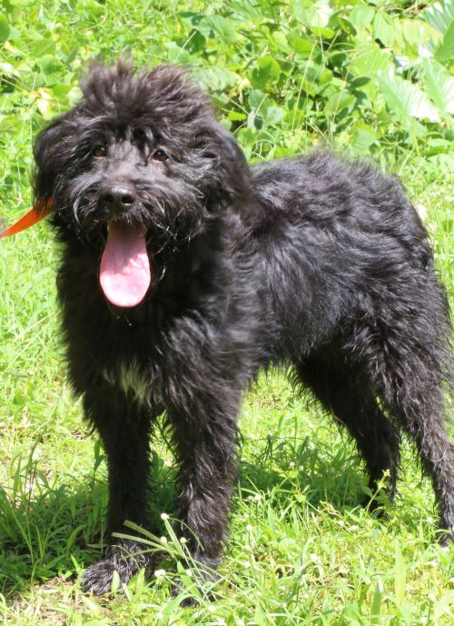 nyshelterpets's tweet image. 🐶 Adopt #HECTOR today! #urgent He can be your best friend! #AdoptMe 😍 petfinder.com/petdetail/4318…