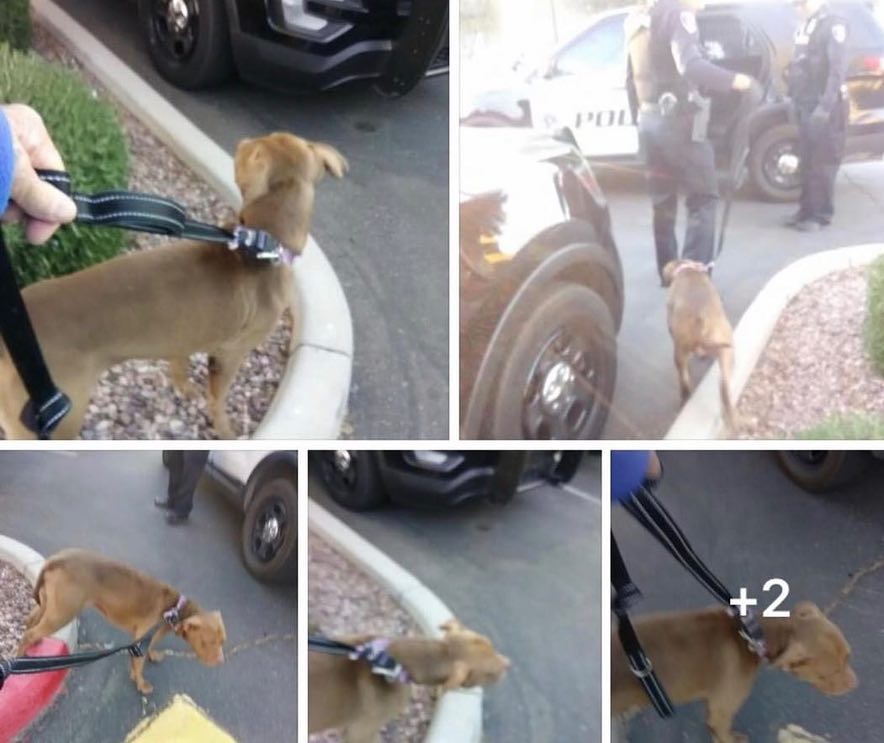 JohnjayVanEs's tweet image. ICYMI - They got him!!! This is all I know right now, the police have the abused dog! Thank you Gilbert Police Department #LOVEPUP - thank you everyone!!! ❤️🙏🐶 I will keep you posted on any new info!!!

Click the link to listen to pupdate 2018 &amp;gt;&amp;gt;&amp;gt; iheart.com/podcast/51-joh…