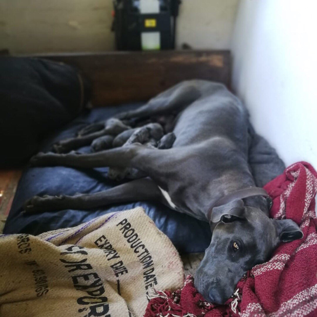 TerbodoreCoffee's tweet photo. So how many little beans can you count? Our beautiful Bella has given birth to stunning Blue Great Danes. 😉😍🐶 #terbodore #greatdane #puppies https://t.co/7qk3N1UjGv