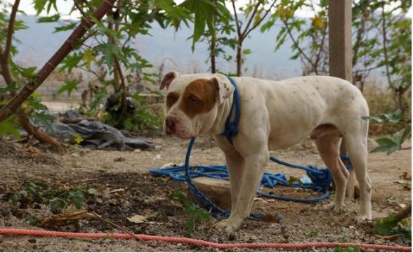 El Universal على تويتر En Oaxaca Perro Pitbull Arrastro A Una Bebe De 9 Meses Hasta Dejarla Sin Vida El Can Termino En Prision T Co Smmnp4sqm5 T Co Nfnmgxz2ni