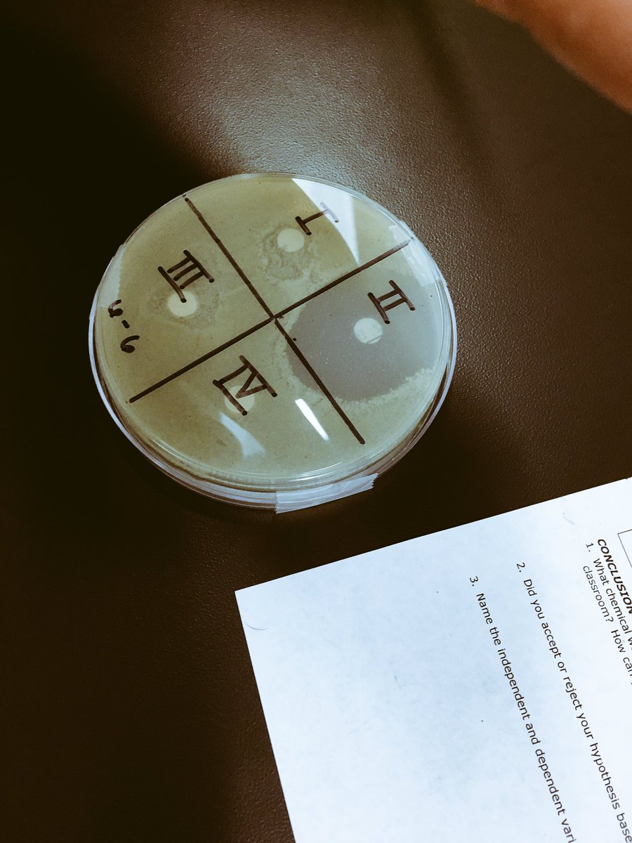 GThevenote's tweet photo. Bacteria Growth #binaryfission #zoneofinhibition #BridgelandBest @BridgelandBioAP @BrianGilchriest @bhsnewland @brackney_BHS @DBH_Bio @ https://t.co/FTOoFYBlU2