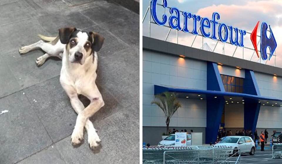 URSAL_FSP's tweet photo. Qdo o melhor amigo do ser humano é assassinado covardemente, como esse cãozinho, algumas pessoas percebem que no Brasil a vida não tem valor algum. As 60 mil mortes anuais de brasileiros fazem parte desse horror! Seja o vira-lata canino ou vira-lata trabalhador! @GroupeCarrefour https://t.co/UPzFWkfMFW