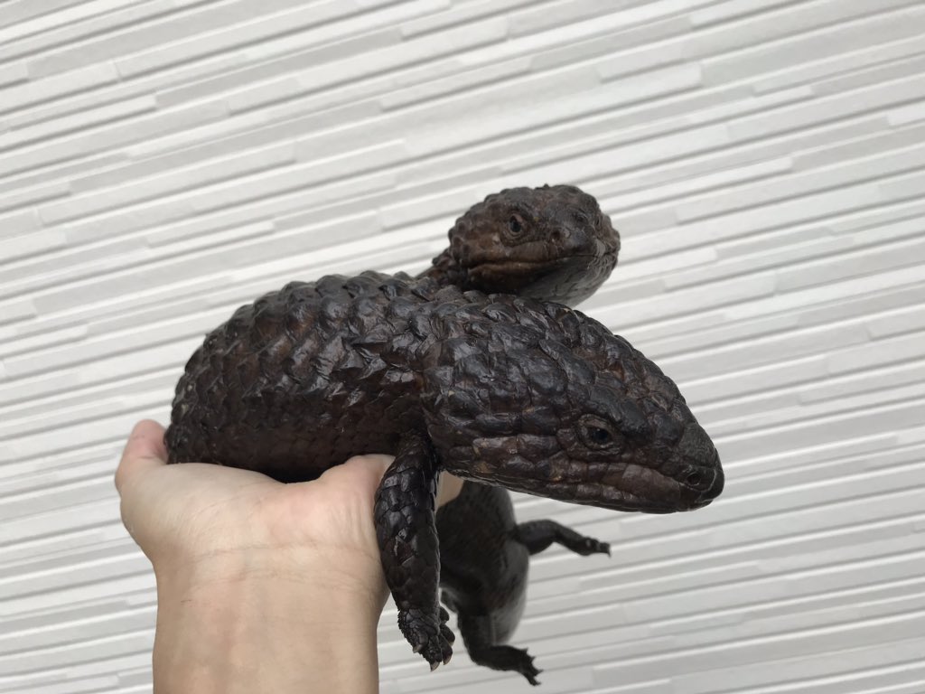 Kobu Japan Ltd ヒガシマツカサトカゲ お問い合わせの一番多い お腹と背中が黒か茶色一色のタイプ 飼い込み個体ということで よく太っています オス3メス2なので 今のところメス単での販売は出来ません