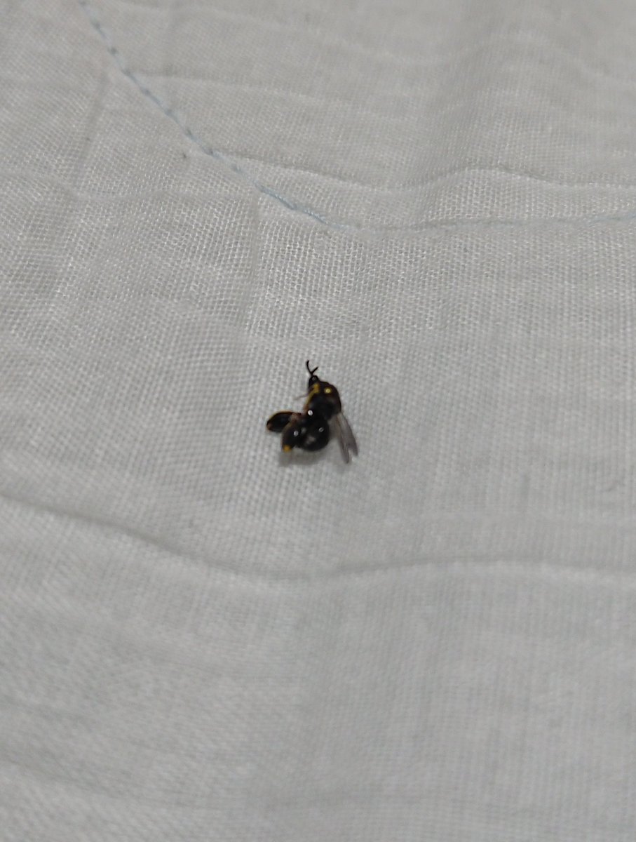 Kitakitune385 ゆっくり実況 なんか部屋に羽虫が飛んでて キンチョールで落としたんだけど マジでこいつナニ バッタみたいな後ろ足とかあるんすけど 全体的には蜂っぽいし おしえて虫博士