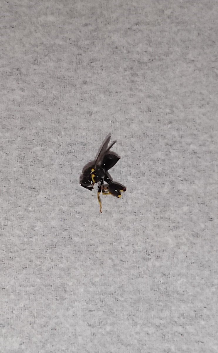 Kitakitune385 ゆっくり実況 なんか部屋に羽虫が飛んでて キンチョールで落としたんだけど マジでこいつナニ バッタみたいな後ろ足とかあるんすけど 全体的には蜂っぽいし おしえて虫博士