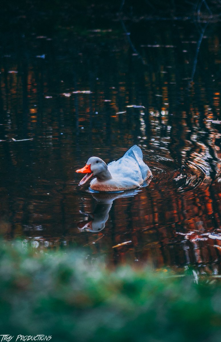 dUck 🦆

#duck #reflection #water #animal #photographer #photography