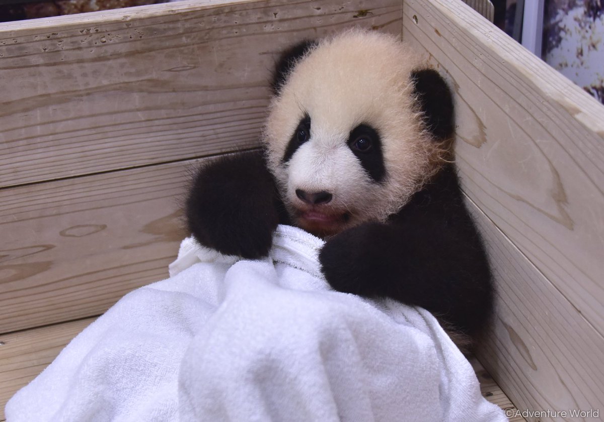 アドベンチャーワールド 公式 名前投票終了まであと３日 休園日も元気いっぱいのパンダの赤ちゃん たくさん動き回って体が少し汚れてしまったのでタオルでゴシゴシ きれいになりました 113日齢 12月5日 の体重 5 515g 出生時 75g アドベンチャー