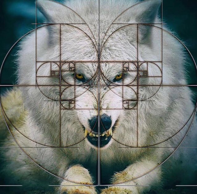 rafaela31416's tweet image. GEOMETRY.  #fibonaccifibonacci