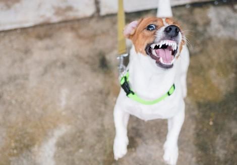 ニューズウィーク日本版 No Twitter 犬が飼い主の悪夢になるとき かわいがっているつもりの飼い主にきばをむく犬 緊急事態以外には 飼い主に近づきもしない犬 でもそれぞれの行動にはきちんとした理由があった T Co Yro06zzuyq 犬