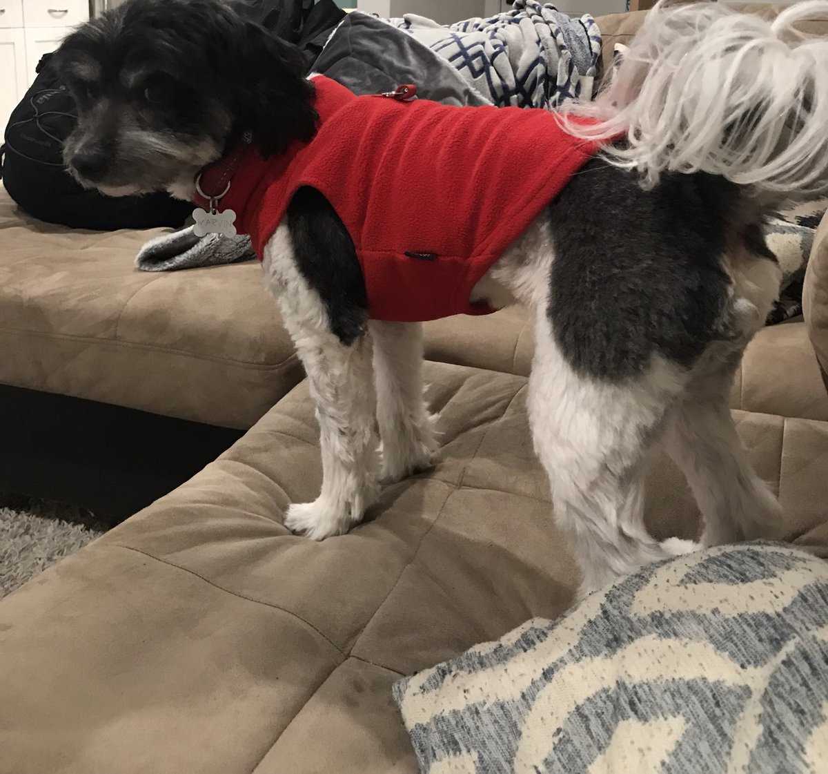 justinelevi's tweet photo. Red fleece on brand @diana_e_bach #teamGPP ( + @MattRod seriously still no tagging?!) https://t.co/2AHRJVA8R0