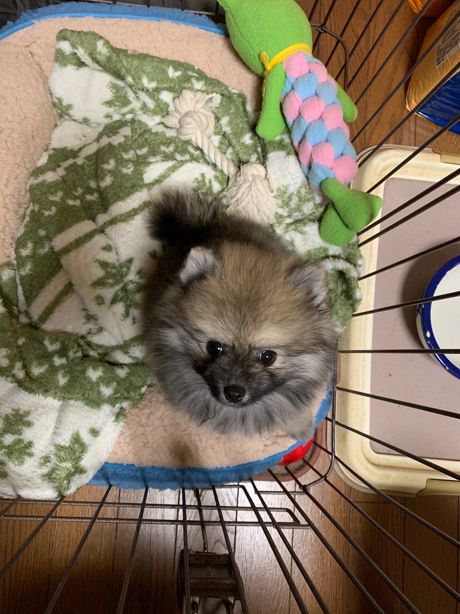 akio_s's tweet photo. やっぱりタヌキみたい https://t.co/W1uVnRwajK