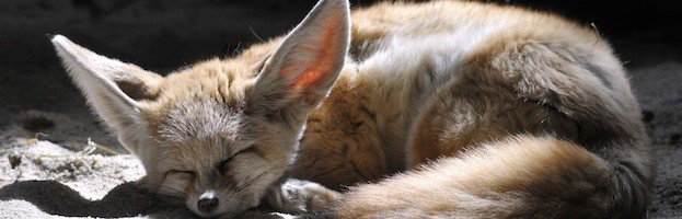 authorJaneKing's tweet photo. FOX ANATOMY

Fox Physical Characteristics
"The body of a fox is build to offer it strength and speed. They are very slender animals with a long nose and pointed ears."

Read more: https://t.co/ZcjrgGtdFW

#AFoxInTheFamily
#ToplinkPublishing
#December2018Reads https://t.co/FlCgPs3Ljf