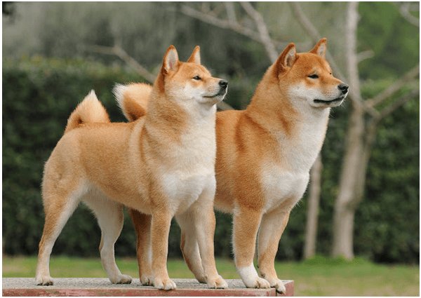Do you know that there are only six types of Japanese dogs?🐶
Akita🐶, Kai🐶, Kishu🐶, Shiba🐶, Shikoku🐶, Hokkaido🐶.
All dogs are decreasing🤥.
ninja-hub.com
#japanesedog #Japanese #kawaii #manga #otaku #anime #japan
