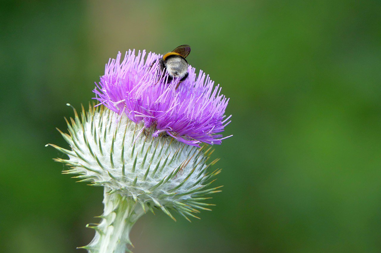 ケルトの笛屋さん ケルトの国の国花 その地域を代表する花的な意味合いで をご存知ですか アイルランドは三つ葉のクローバー スコットランドはアザミ ウェールズは水仙 とネギ コーンウォールはシャクナゲ マン島は黄色いサワギクなんだそうです