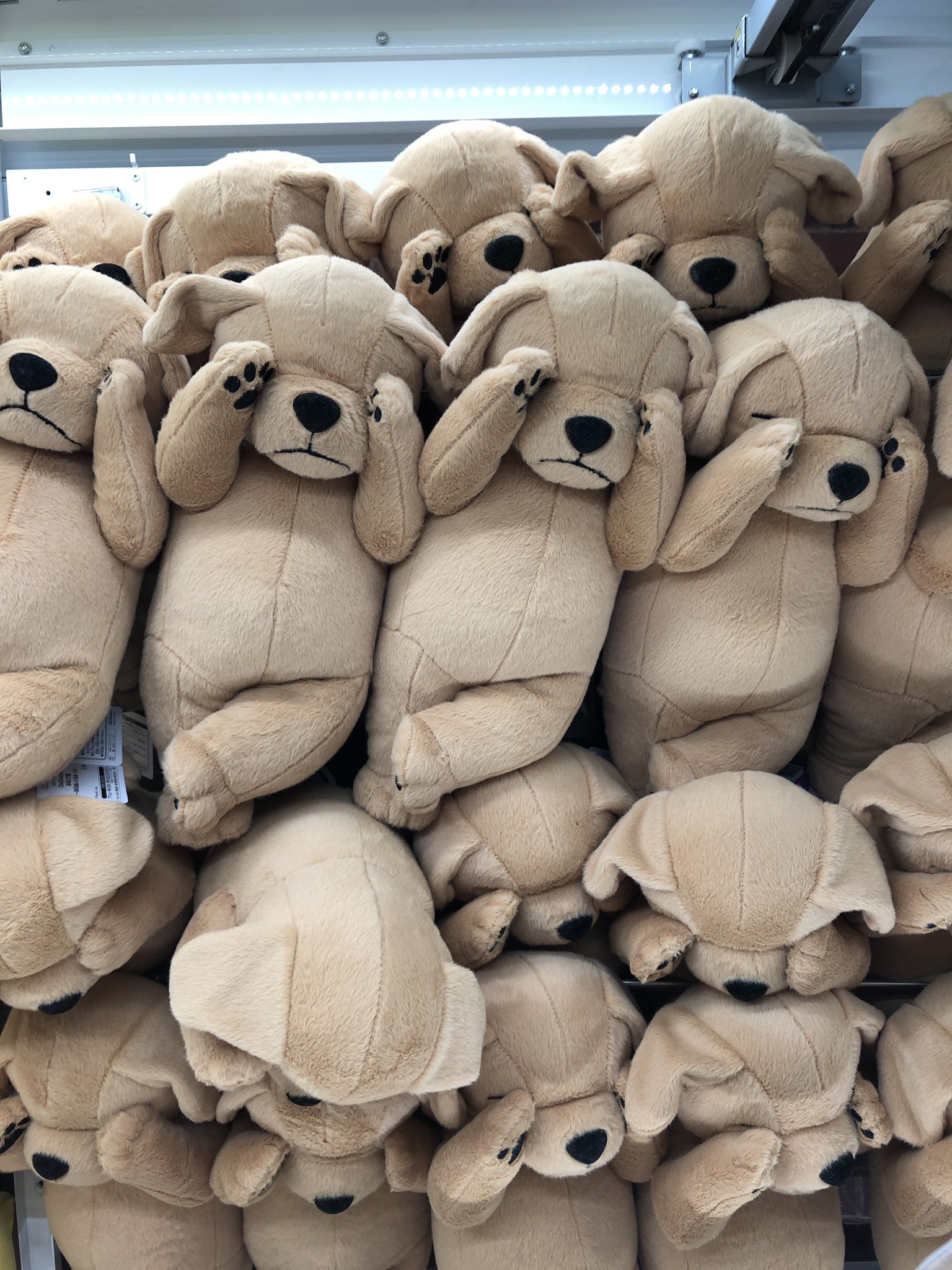 タイトーステーションbb高田馬場 プライズ Zoozoozooぬいぐるみイヌ入荷しました 顔隠して可愛いですね 是非プレイしてゲットしてください T Co Uib3ioygpe Twitter