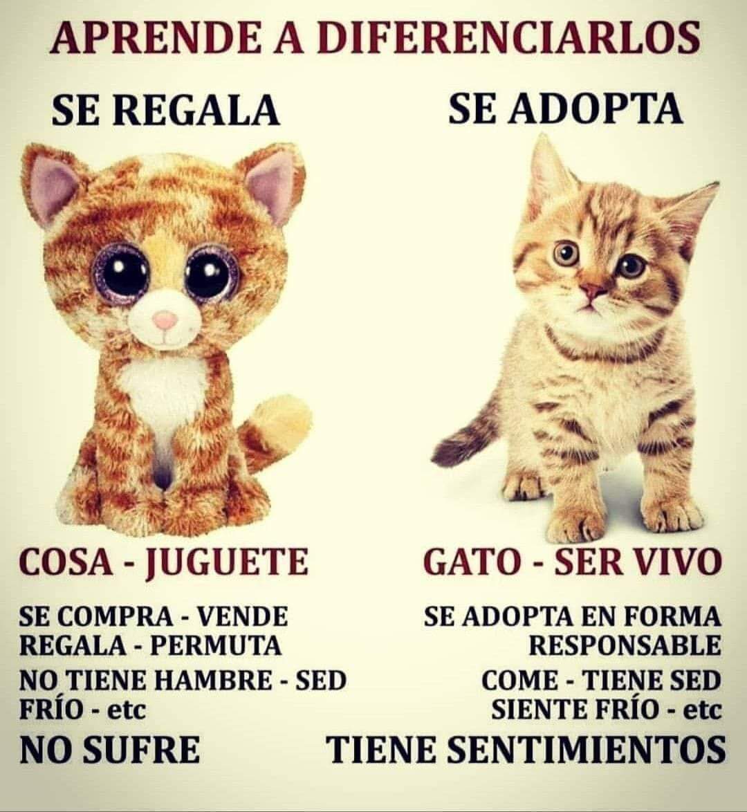 EPA_Chile's tweet image. Un amigo no se regala #Animales #CompañerosdeVida #EPA