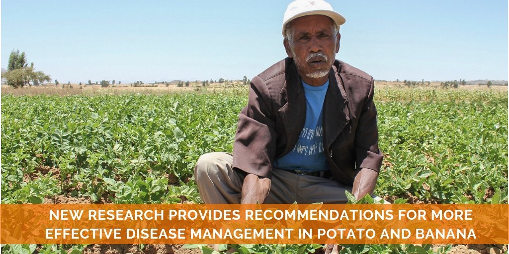 Cipotato's tweet photo. The incidence of crop diseases is expected to increase with rising temperatures due to #ClimateChange. Three young scientists explore approaches to disease management in #potato &amp; #banana to help farmers mitigate impact https://t.co/pFqsngrSyX @RTB_CGIAR @IITA_CGIAR #AgAdvantage https://t.co/RhMRz05Bwg