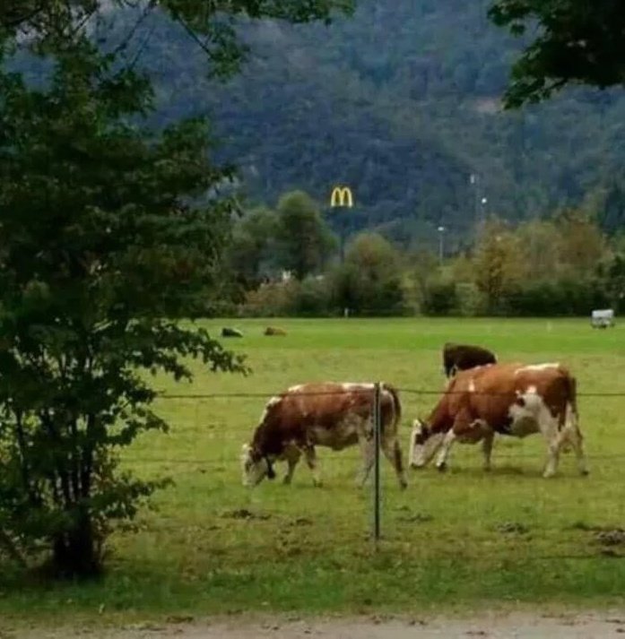 Y agazapada entre los árboles, la joven cría de McDonald's acecha a sus presas para posteriormente abalanzarse sobre ellas y convertirlas en BigMacs.