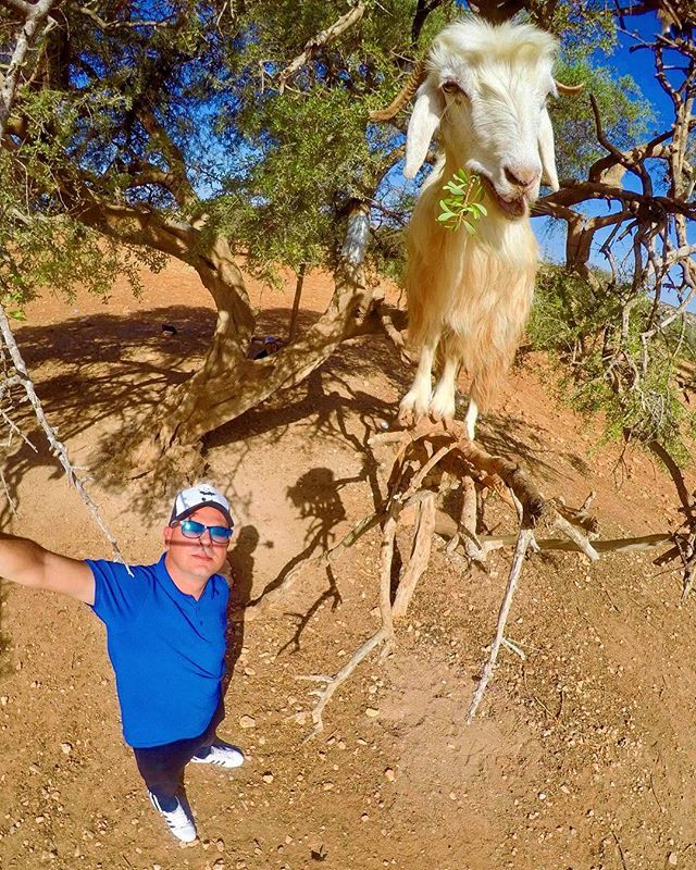 sebghin's tweet photo. Goats do grow on trees... money doesn’t 😂 OK i goat this 🐐 📍Ouled Mrah, Morocco 🇲🇦
.
.
.
#morocco #goat #goattree #argan #argantree #visitmorocco #saharadesert #africa #earth #beautiful #culture #heritage #amazing #potd #wanderlust #potd #photooftheday #travel #travelphotogr… https://t.co/AIhLn0nZsl