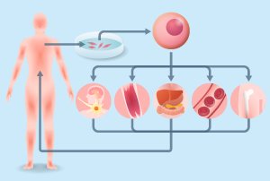brain_2020's tweet photo. #Tissue_Science_2019

Combining #stem_cells with #biomaterial_scaffolds provides a promising strategy for engineering tissues and cellular delivery.

For more details visit 🔗 https://t.co/A8GZTEXNHs  

#Stem_cell_therapy #Scaffolds @UniofOxford @MIT @EWBBU @LeedsUniEng https://t.co/hQQR6s1SUW