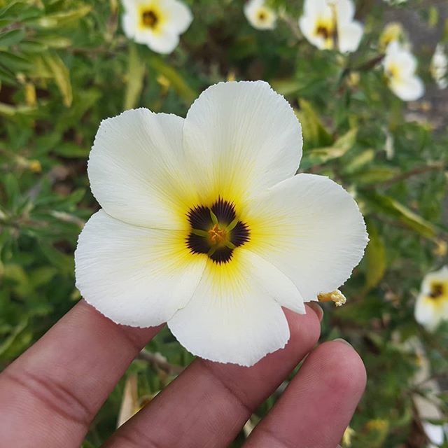 devishajatakia's tweet photo. Beautiful combination by nature!!
.
.
.
.
.
#DevishaGJ #flowers #flowerphotography #travel #travelphotography #white #yellow #naturephotography  #clicksbyphone #phoneographic #phoneography #phoneographer #travelgram https://t.co/fgl0eD5hZK