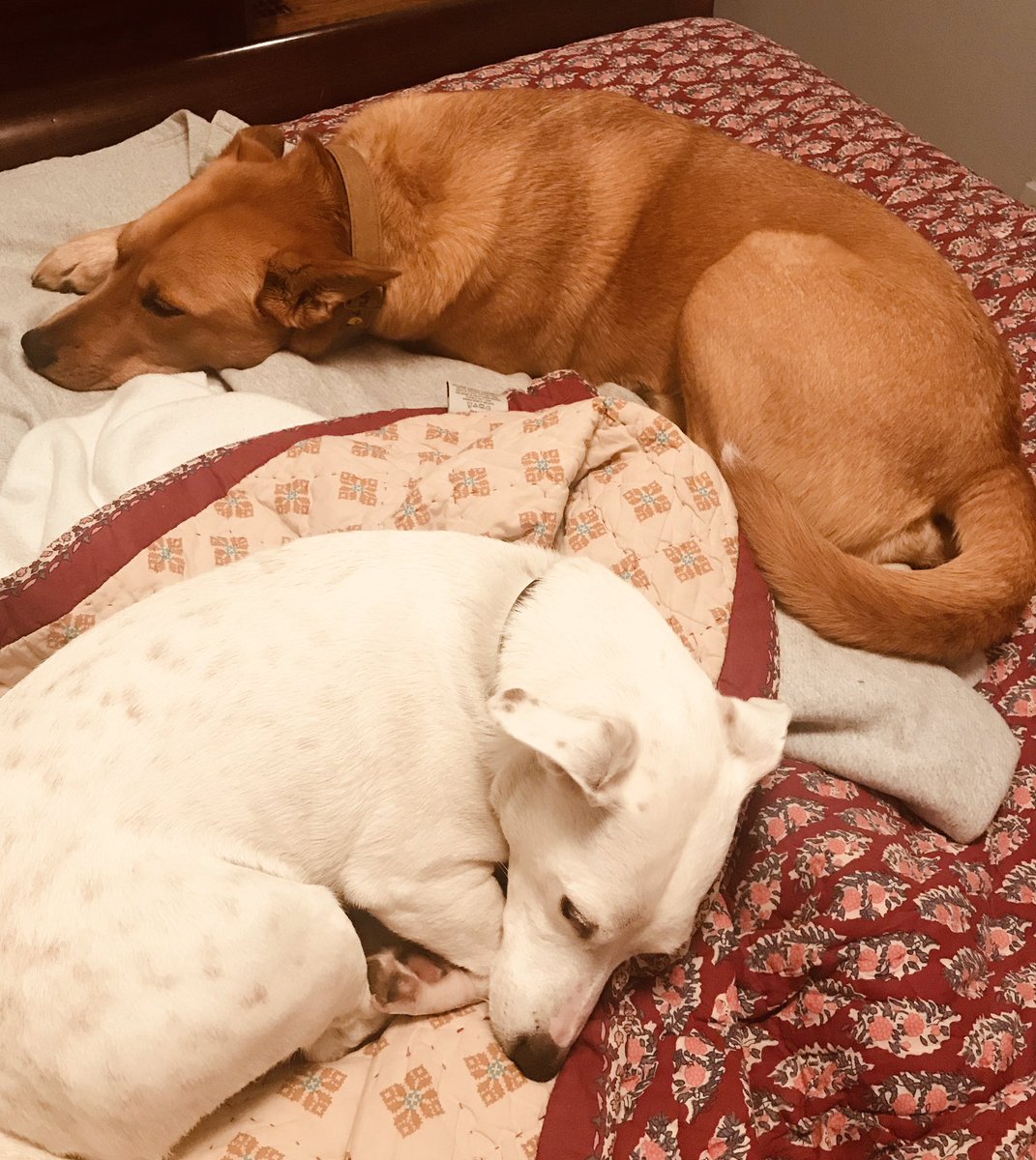 juleskobbe's tweet photo. When you have to get up and go to work, and others do not.       ❤️🐾 #Mac #Logan https://t.co/V0G8vLRNiZ