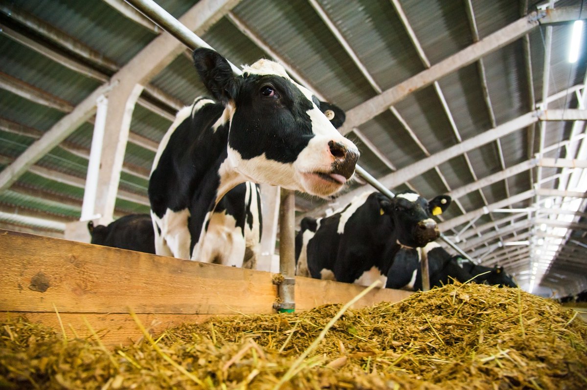 MilkPointBR's tweet photo. Top 100 2019: você conhece uma fazenda de mais de 9.000 kg/dia ou um projeto de futuro no leite? 🐮🥛🧐
https://t.co/lmAl62W7AG
#produçãodeleite #produtordeleite #futurodoleite #dairy #dairyfarm #leite #milk #100maioresprodutores #Top100 #MilkPoint https://t.co/qYZZvVGwj4