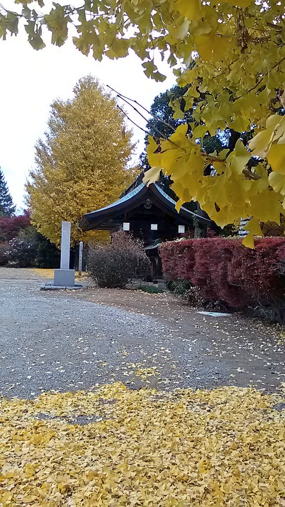 TEAM_COMIZO's tweet photo. 今晩は!チームこみぞーです。
本日は、スポット写真ではありませんが、
宮代町の綺麗どころUPしちゃいます。💓
宮代町、西光院!
黄色の絨毯でした。😉　

#ラブコス宮代
#コスプレイヤーさんと繋がりたい 
#cossan 
#宮代町 https://t.co/D80tAe8UMX