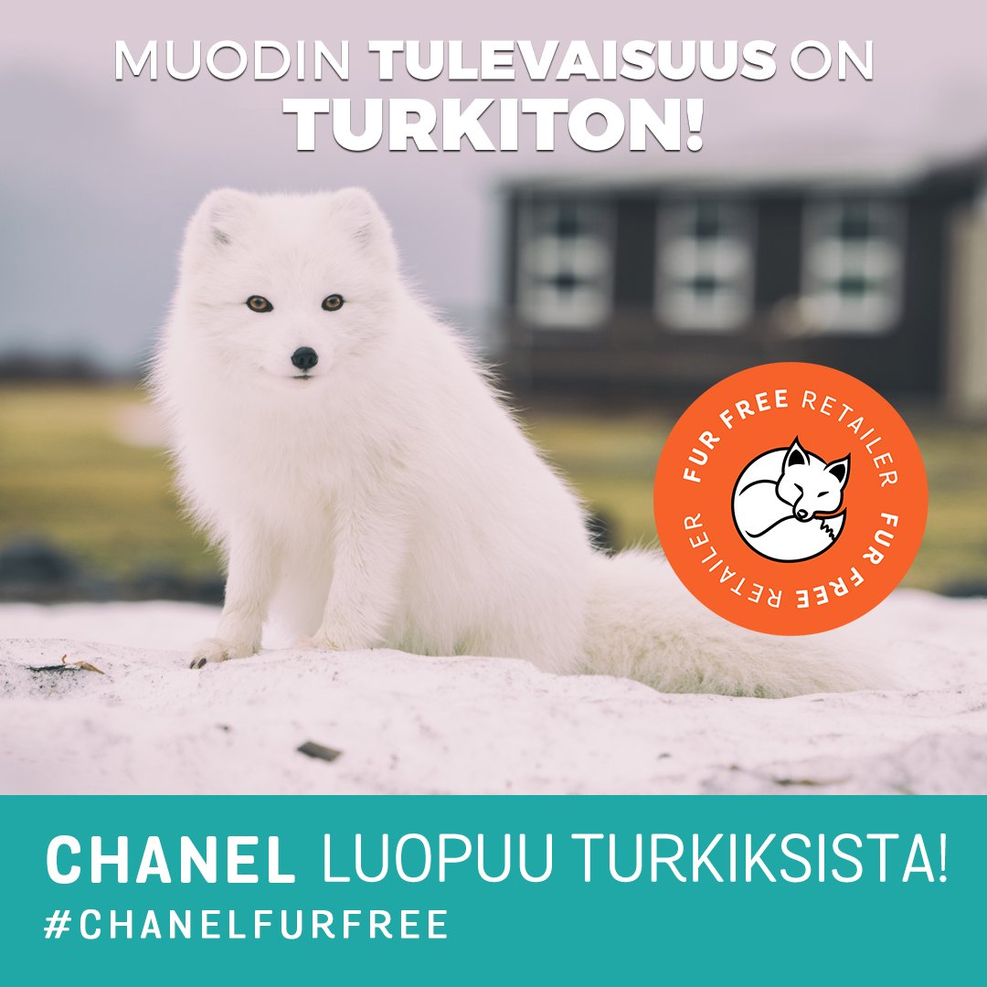 animaliary's tweet photo. Kiitos, Chanel! Muotijätti lopettaa yhteistyön turkisalan kanssa ja luopuu samalla kokonaan myös eksoottisten eläinten nahan käytöstä. Muodin tulevaisuus on turkiton! #chanelfurfree #muoti #fashion #furfreefashion https://t.co/Cy3OhtD1Z7