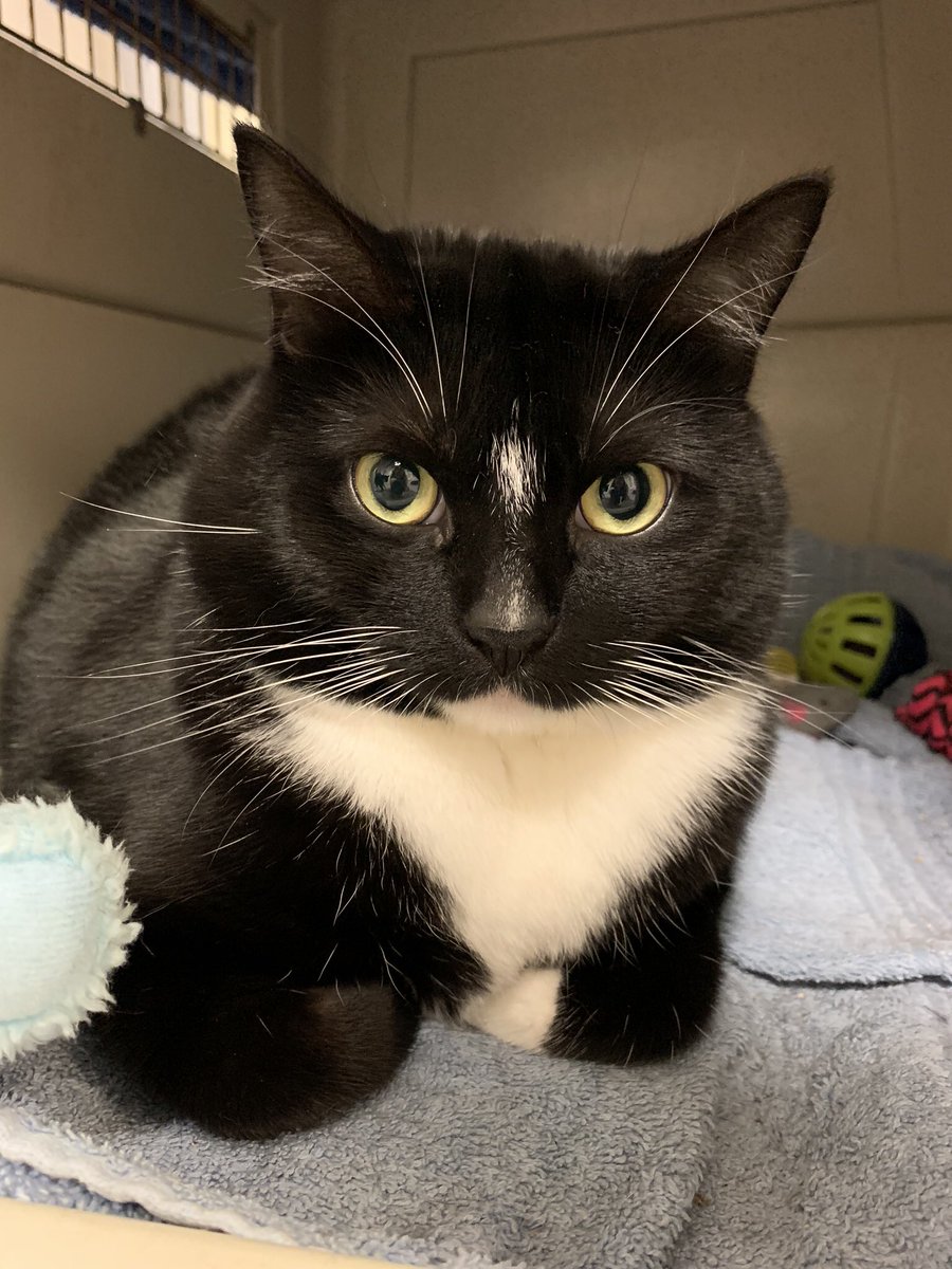 realalexwilson's tweet photo. Today's pet is a DIVA! This is Arizona - she's looking to live the life of a "Real Housecat” of your town 😂 Learn more about this regal 4-year-old girl on my FB and instagram pages, and meet her today at @BFAS_ATL ❤️🐾🎄 https://t.co/wMxSBp70PK