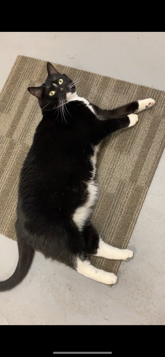 Today's pet is a DIVA! This is Arizona - she's looking to live the life of a "Real Housecat” of your town 😂 Learn more about this regal 4-year-old girl on my FB and instagram pages, and meet her today at <a href="/BFAS_ATL/">Best Friends-Atlanta</a> ❤️🐾🎄