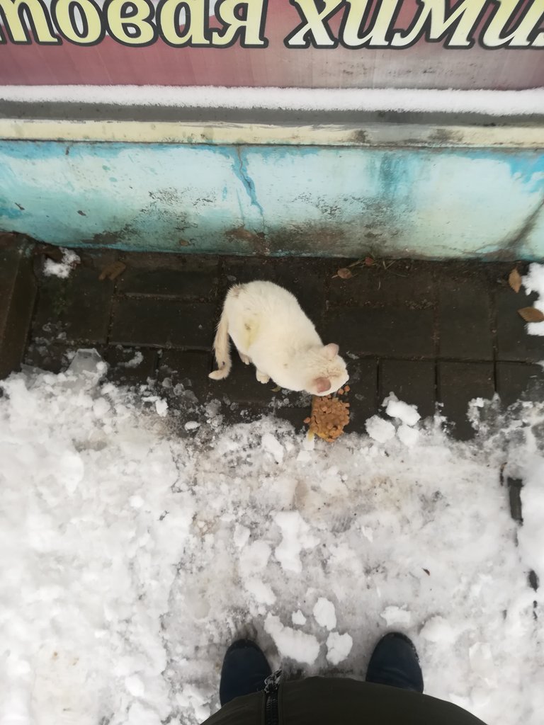 Чуть не опоздала на концерт из-за этого голодного комочка