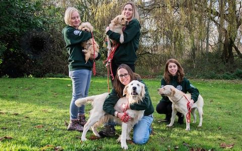 Rescue dogs saved from meat farm looking for UK home in time for Christmas ---> telegraph.co.uk/news/2018/12/0… #rescuedogs #DogLover