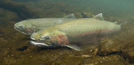 Chris11915217's tweet photo. Interesting article about a river restoration/dam removal project in Northern CA that aims to strengthen anadromous fish populations including steelhead (Pictured) and salmon. Other aquatic species should also benefit from this project.  #AquaEco2018 https://t.co/UybakSv6vb https://t.co/tzl9IzMe42
